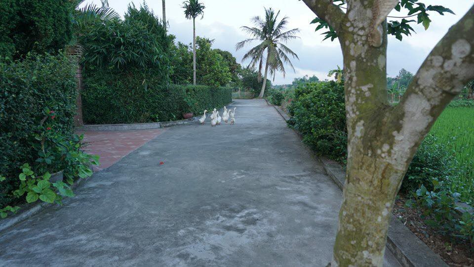 Đàn vịt hot nhất MXH: Tự chăn nhau khỏi cần chủ, điểm danh thiếu đứa nào là cả đàn cùng đi tìm bằng được